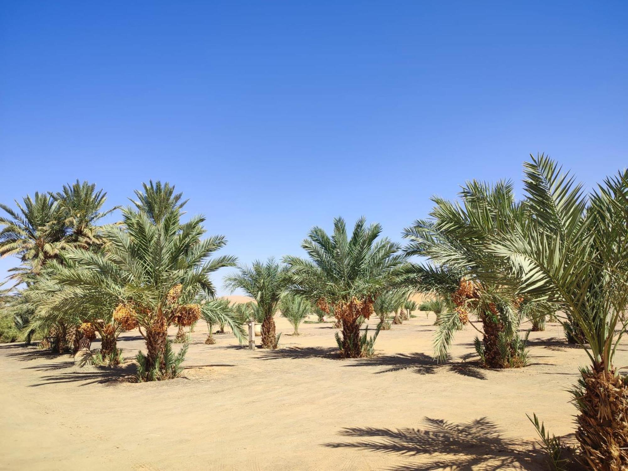 Berber Palace Merzouga Zewnętrze zdjęcie